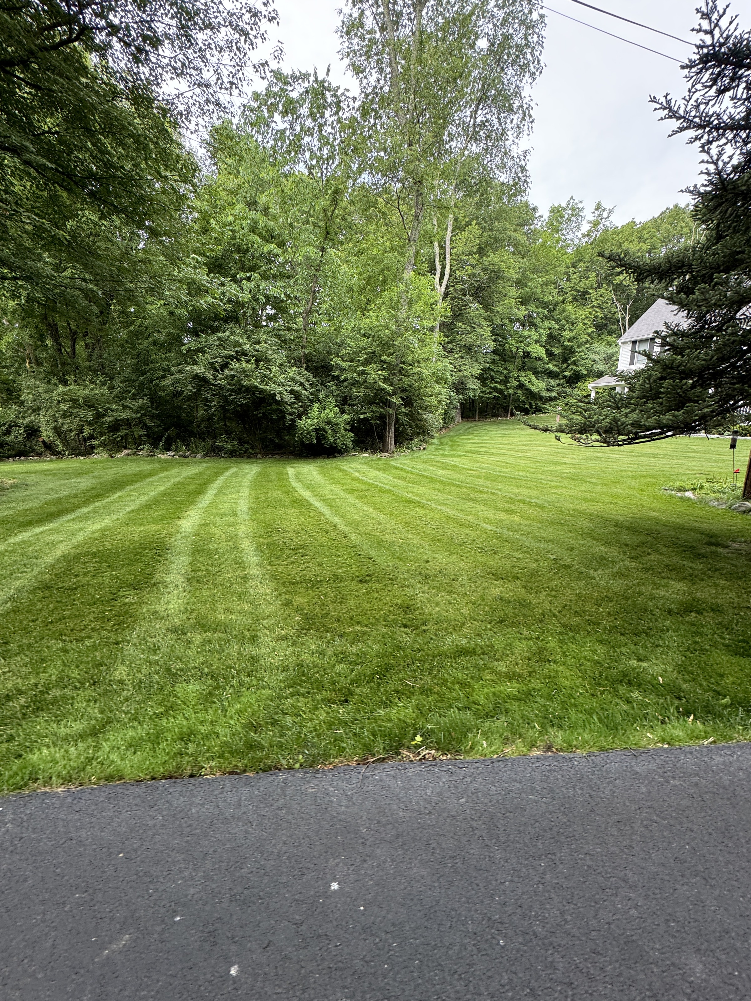 Fresh mowing stripes on a green lawn surrounded by mature trees, from Custom Landscaping’s work photos